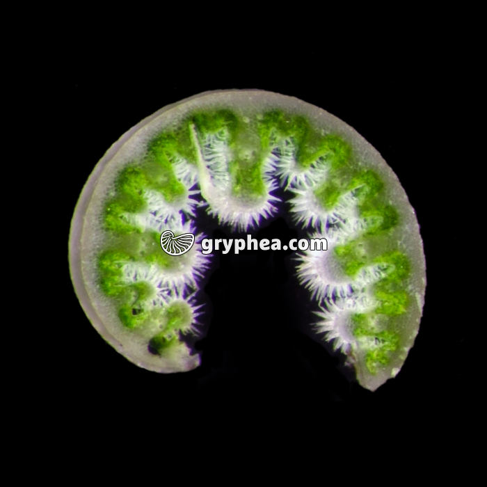 Feuille d'Oyat en milieu humide , vue macroscopique, CT (Ammophila arenaria) - gryphea.com